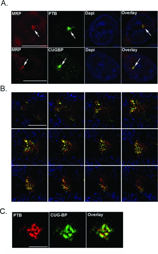 FIGURE 1: