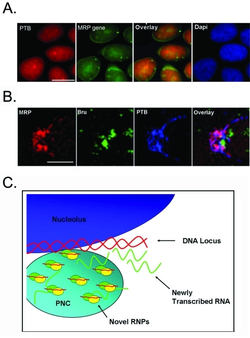 FIGURE 7: