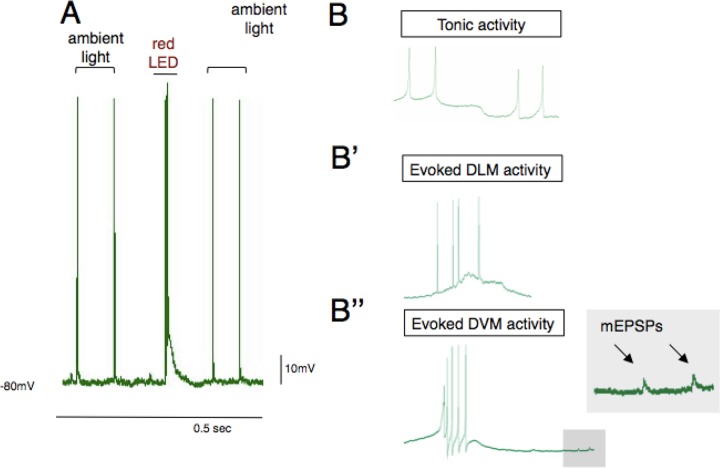 Figure 5.