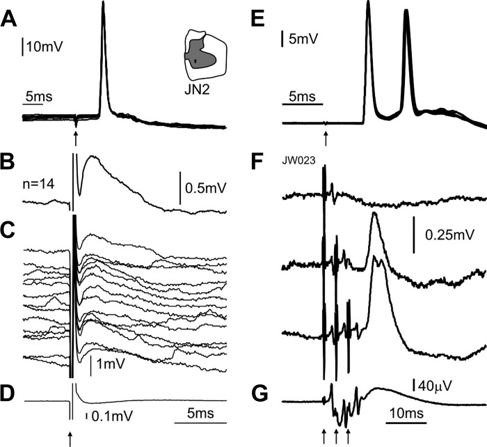 Fig. 8.