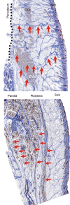 Fig. 6.