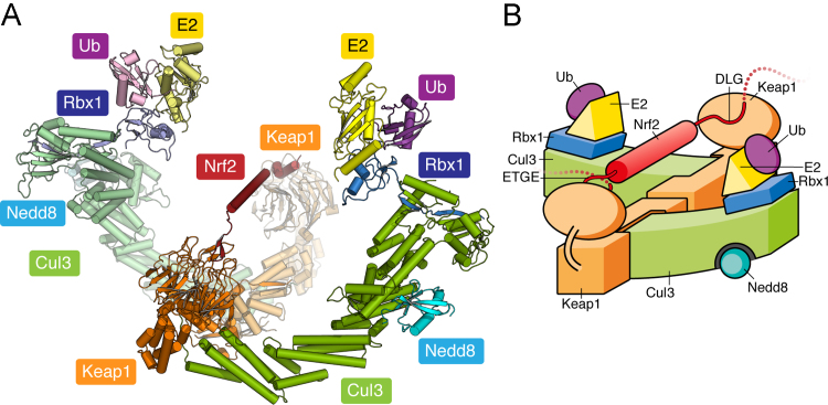 Fig. 4