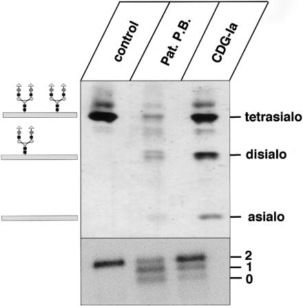 Figure  1