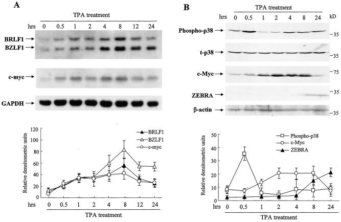 FIG. 1.