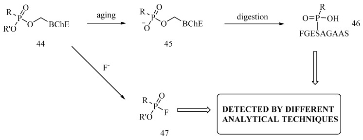 Scheme 5