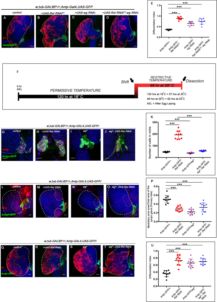 Figure 3—figure supplement 1.