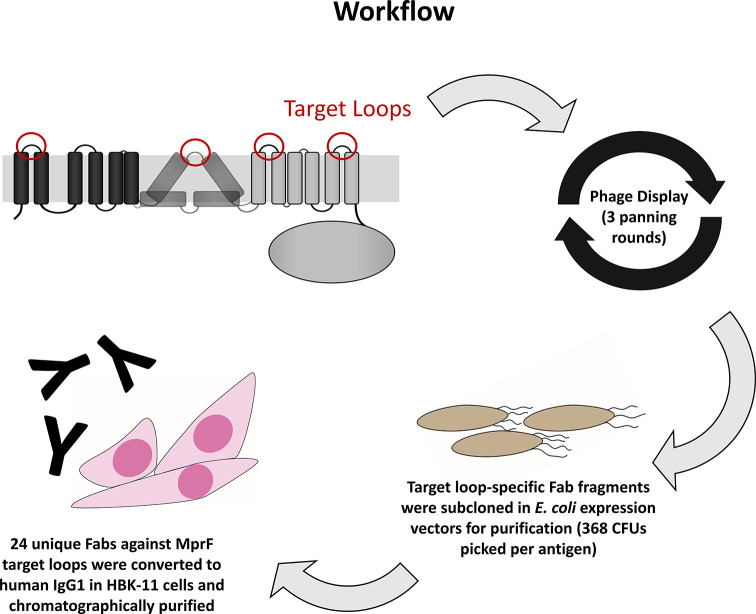 Figure 1—figure supplement 1.