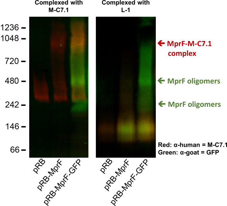 Figure 2—figure supplement 2.