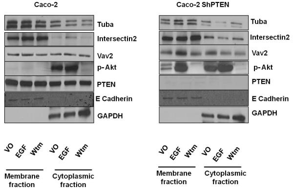 Fig 2e