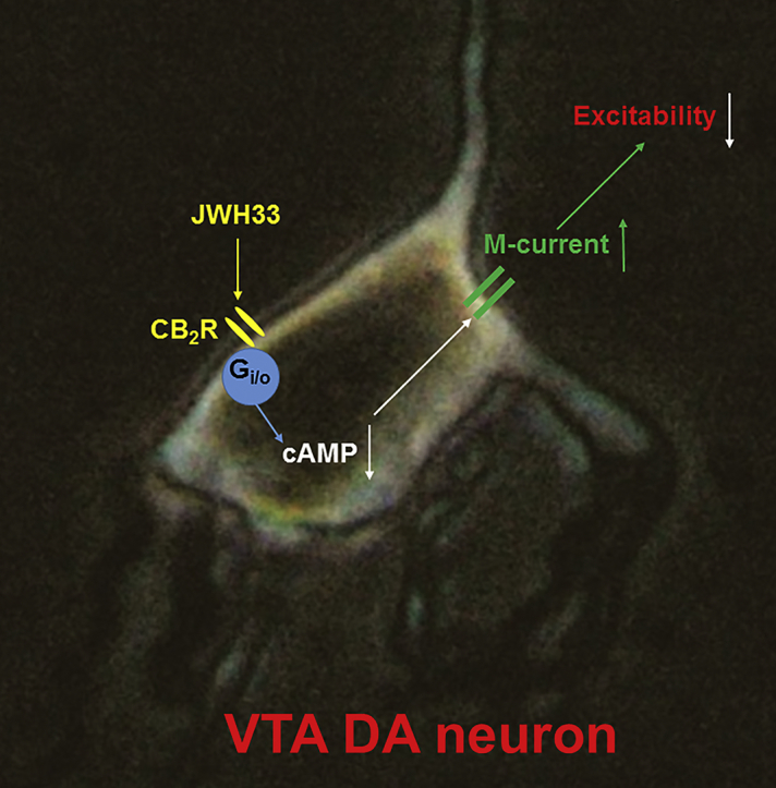 Unlabelled Image