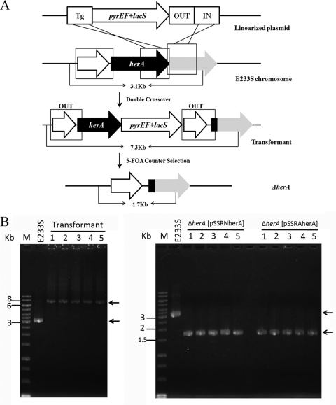 Fig 5