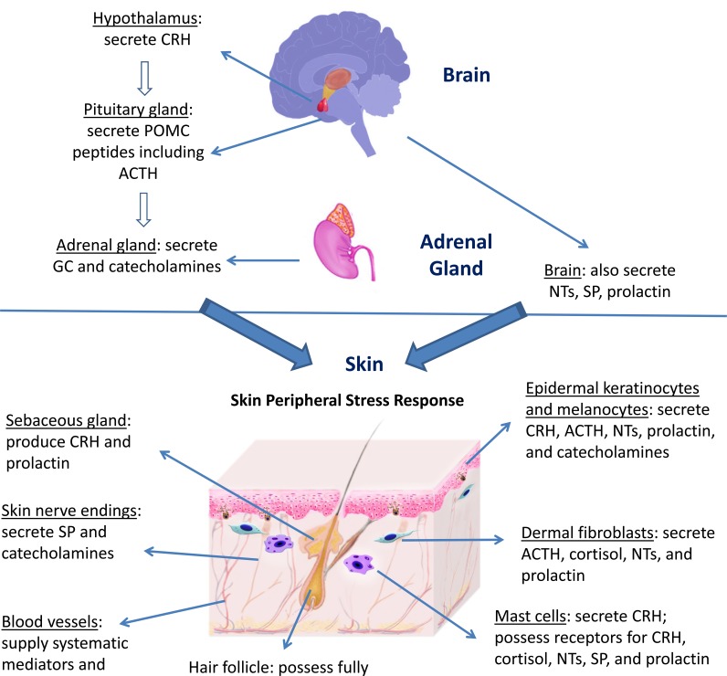 Fig. (1)