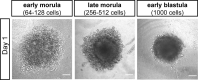 Figure 1—figure supplement 1.