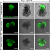 Figure 4—figure supplement 2.