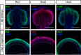 Figure 2—figure supplement 3.