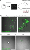 Figure 2—figure supplement 1.