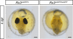 Figure 2—figure supplement 4.