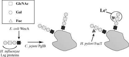 FIGURE 1.