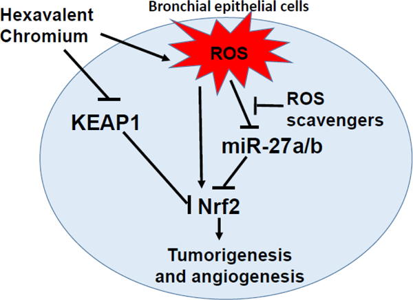 graphic file with name nihms-1752863-f0001.jpg