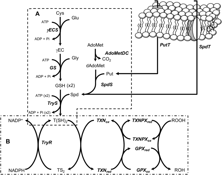 Fig. 1