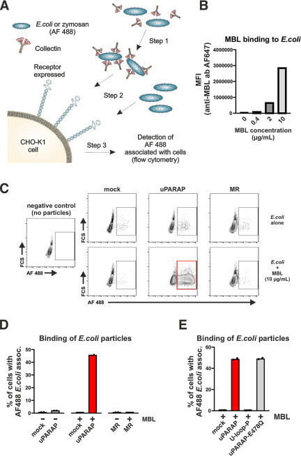 Figure 6.