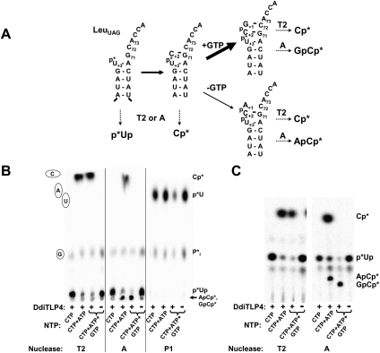 FIGURE 7.