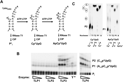 FIGURE 6.