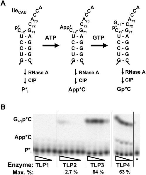 FIGURE 5.