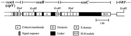 FIG. 1.