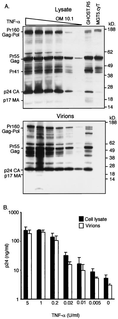 FIG. 6
