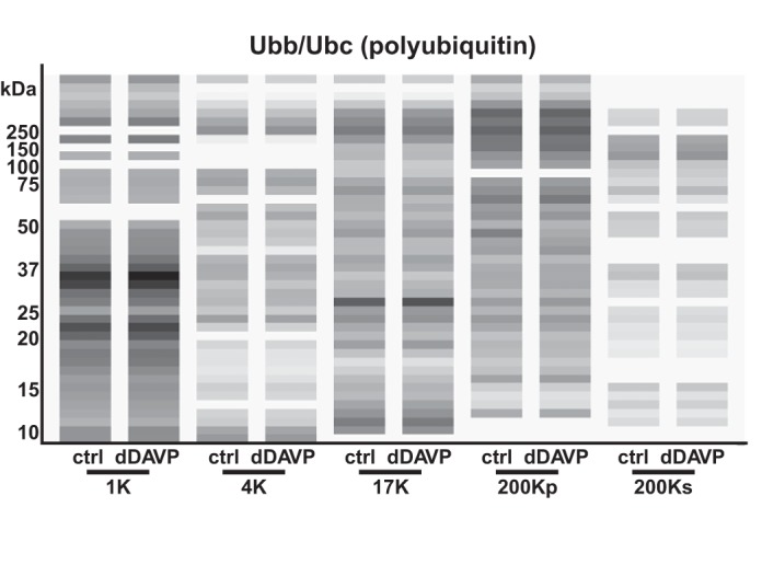 Fig. 13.