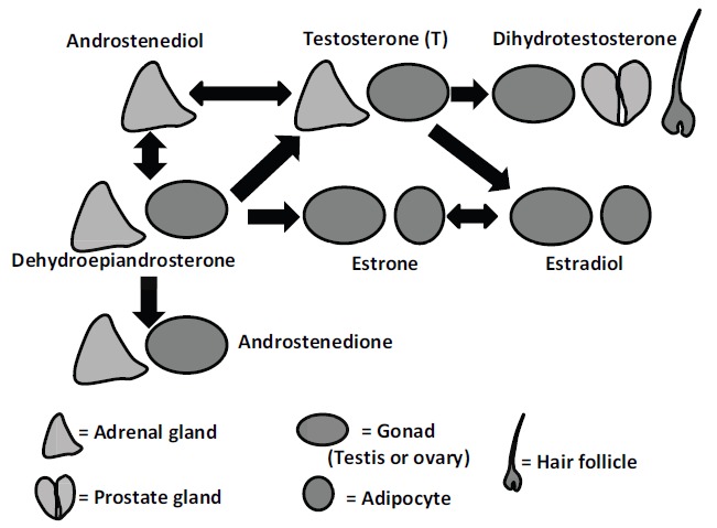 Fig. (1)