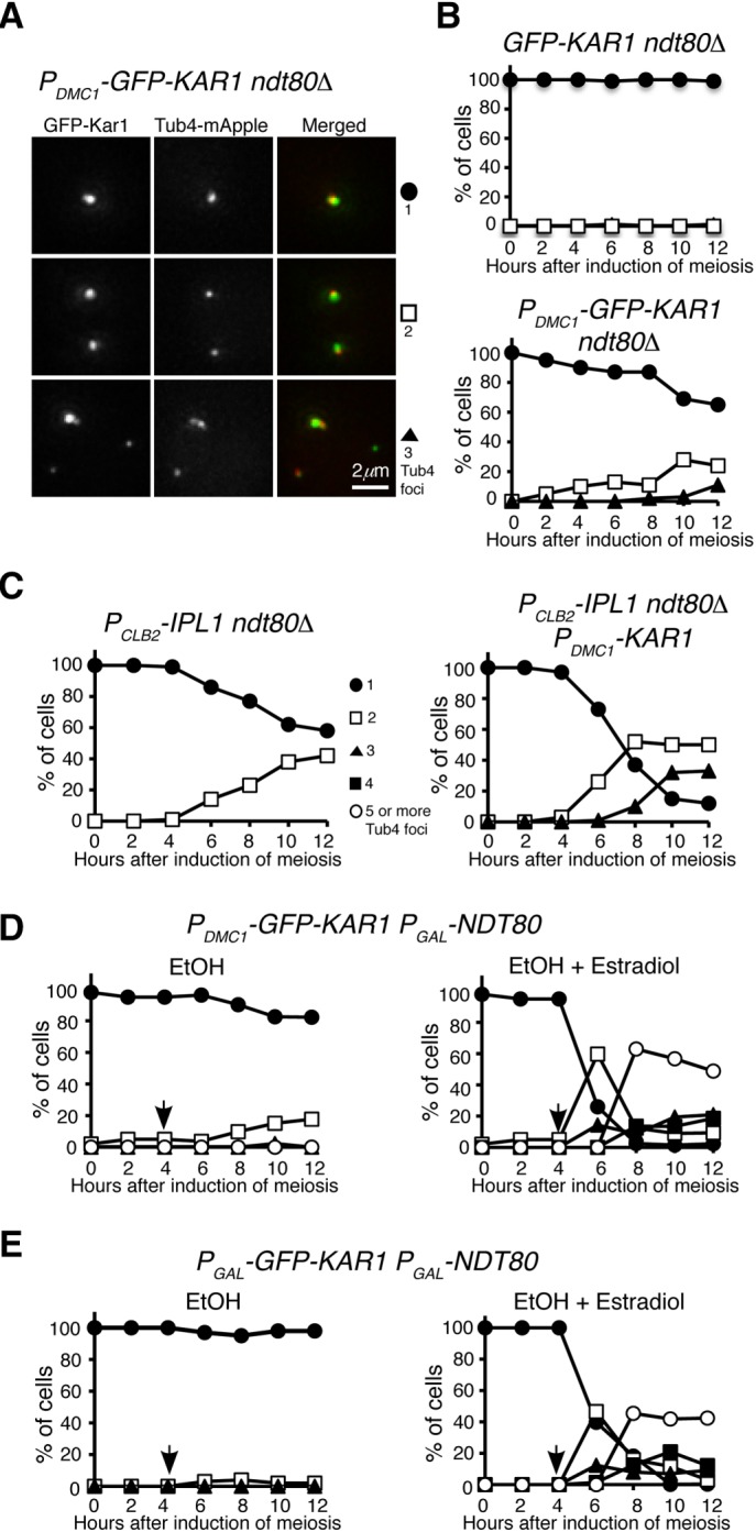 FIGURE 5: