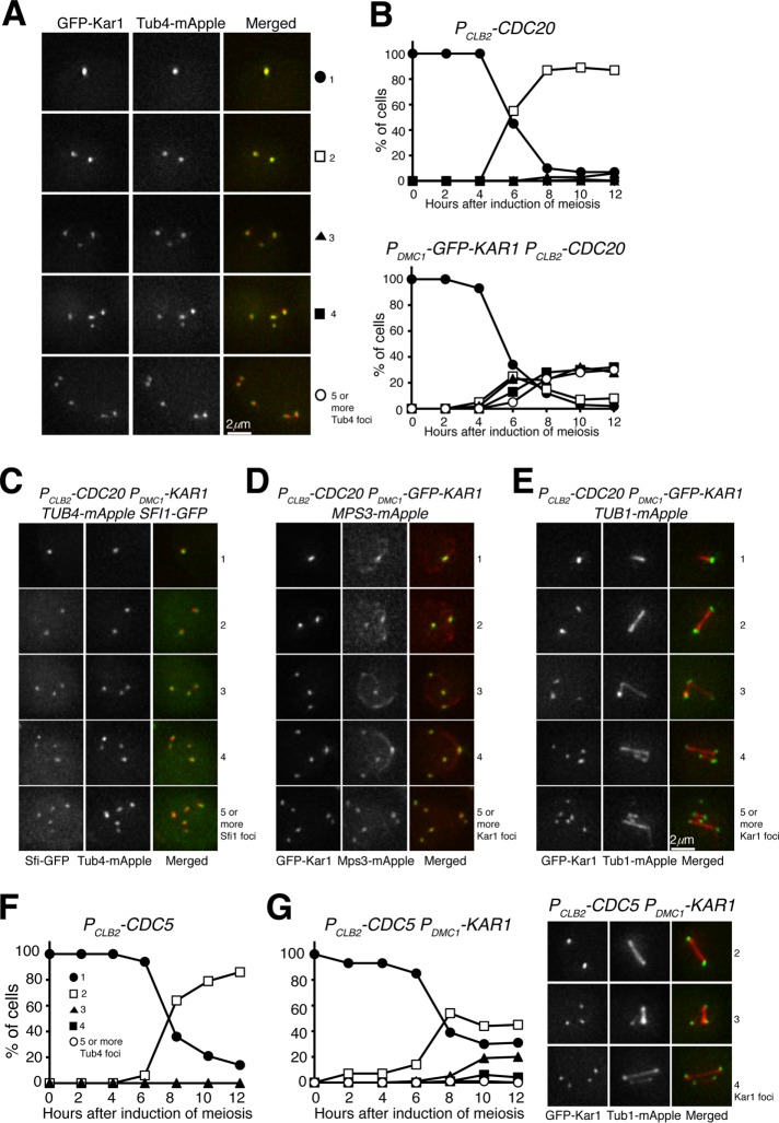 FIGURE 7: