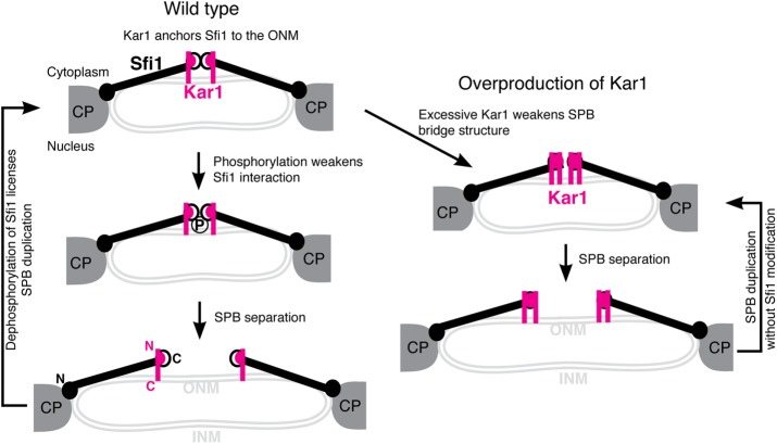 FIGURE 9: