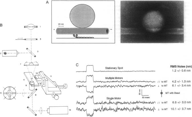 graphic file with name pnas01132-0493-a.jpg