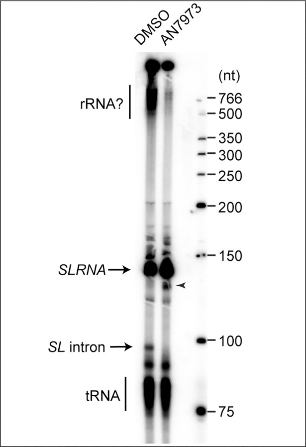 Fig 8