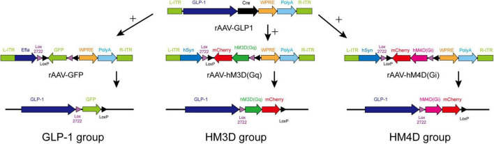 FIGURE 1