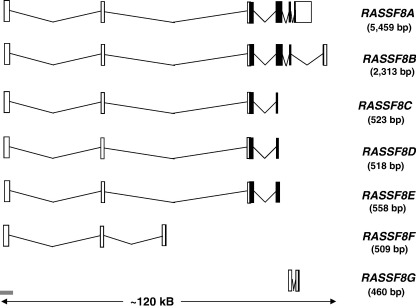 Fig. 11