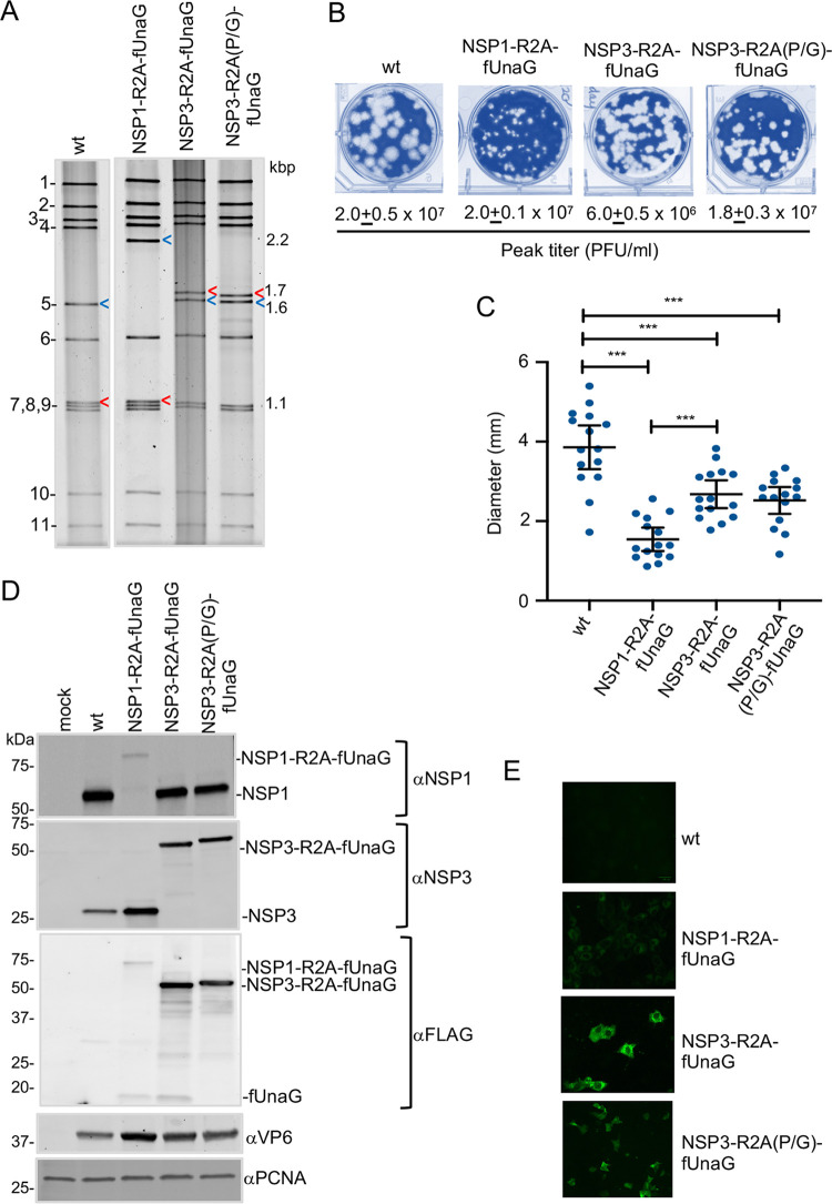 FIG 3