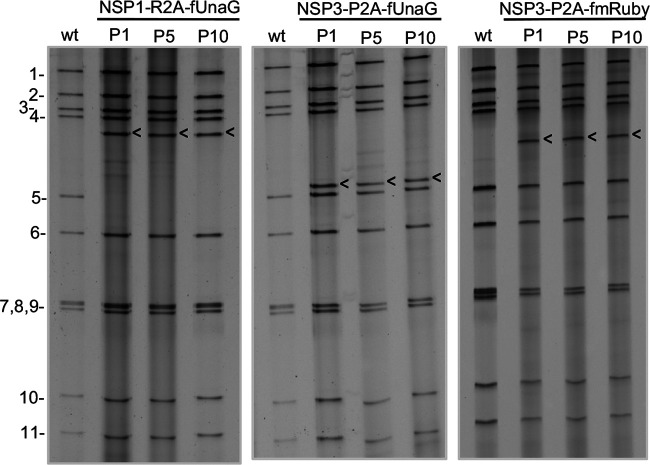 FIG 6