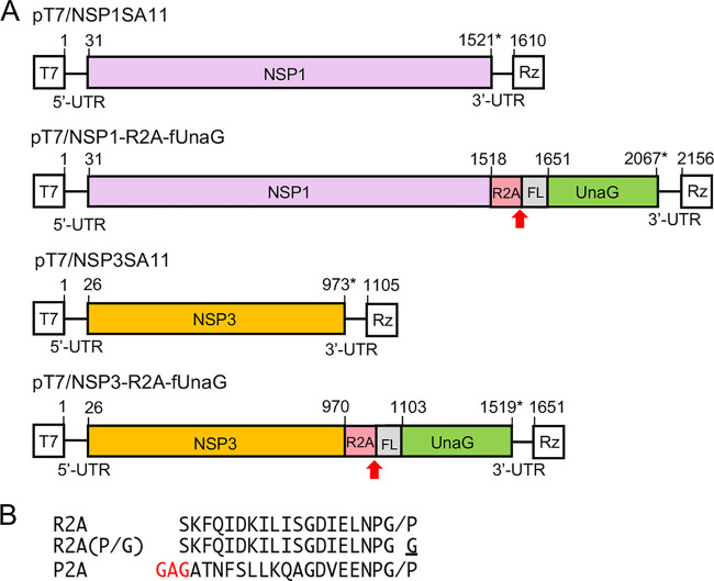 FIG 2