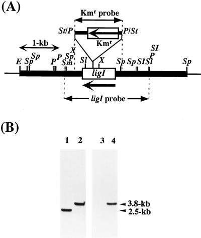 FIG. 5