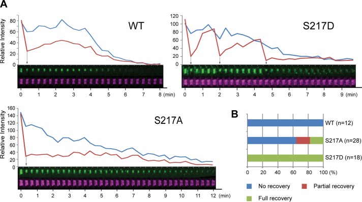 FIGURE 5: