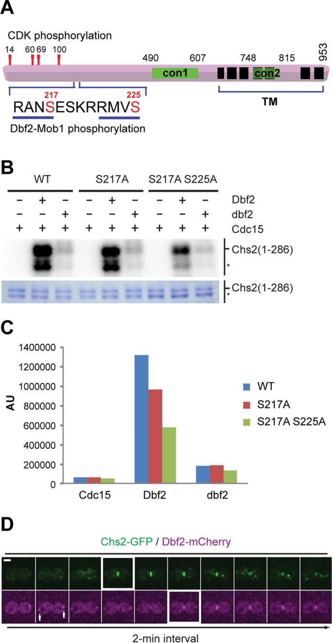 FIGURE 1: