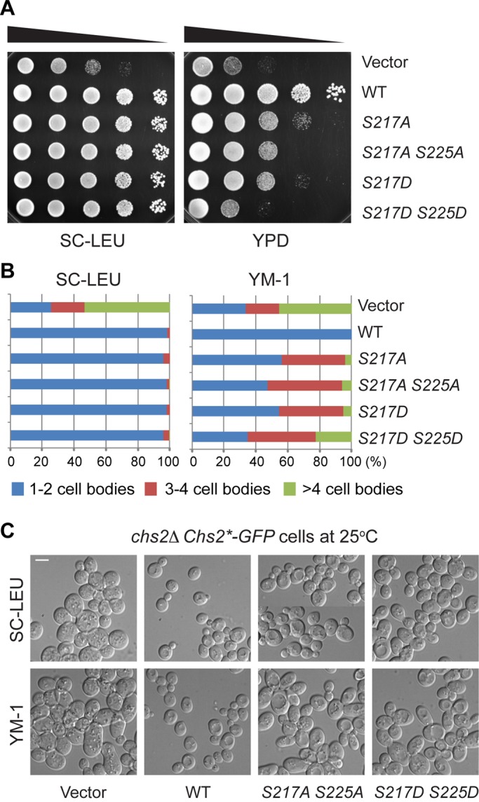 FIGURE 2: