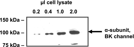 Fig. 12.