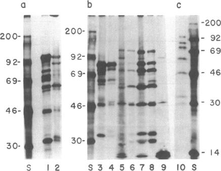 graphic file with name pnas00298-0181-a.jpg