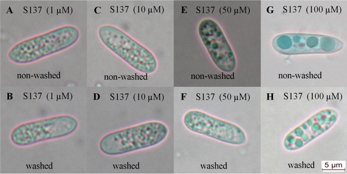 FIG 6