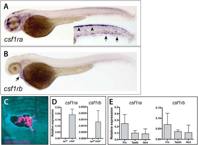 Fig. 1.